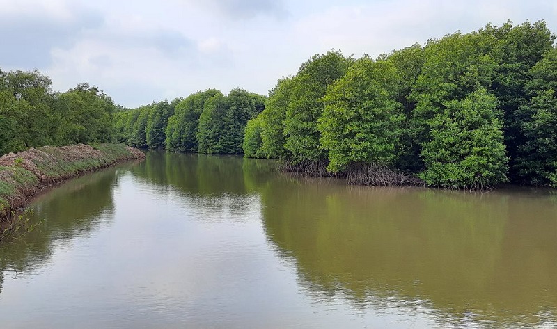 Phát triển hệ thống cây xanh để ứng phó với biến đổi khí hậu