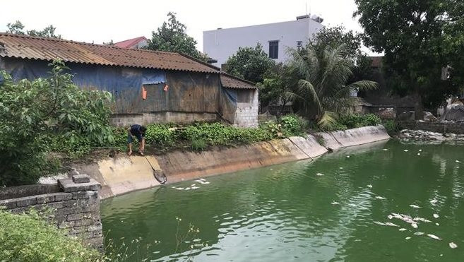Nắng nóng kéo dài tại Hải Dương khiến cá chết hàng loạt