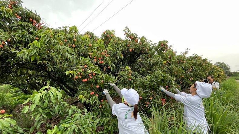 Vải thiều Thanh Hà xuất khẩu đi các nước ảnh 2