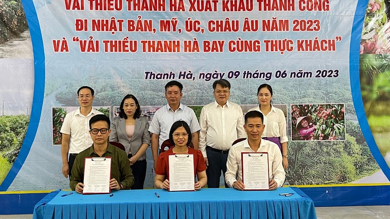 Vải thiều Thanh Hà xuất khẩu đi các nước ảnh 1