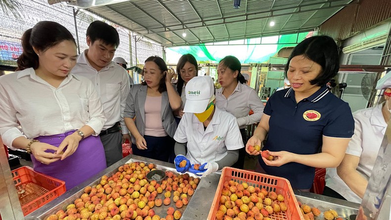 Vải thiều Thanh Hà xuất khẩu đi các nước ảnh 3