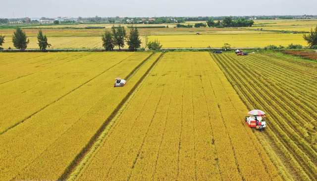 Nhiều loại gạo Việt Nam có giá bán cao hơn Thái Lan, Ấn Độ