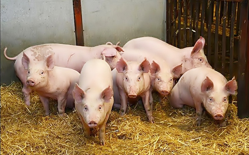 Giá heo hơi hôm nay 25/6: Ghi nhận tăng ở miền Bắc, miền Trung