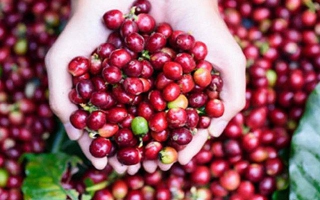 Giá cà phê hôm nay 27/6: Robusta và Arabica đều tăng