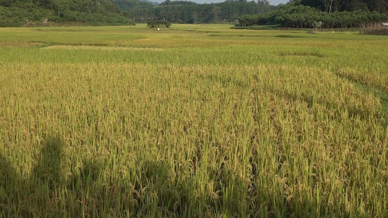 Ngành nông nghiệp Đông Nam Á chịu áp lực từ hiện tượng El Nino