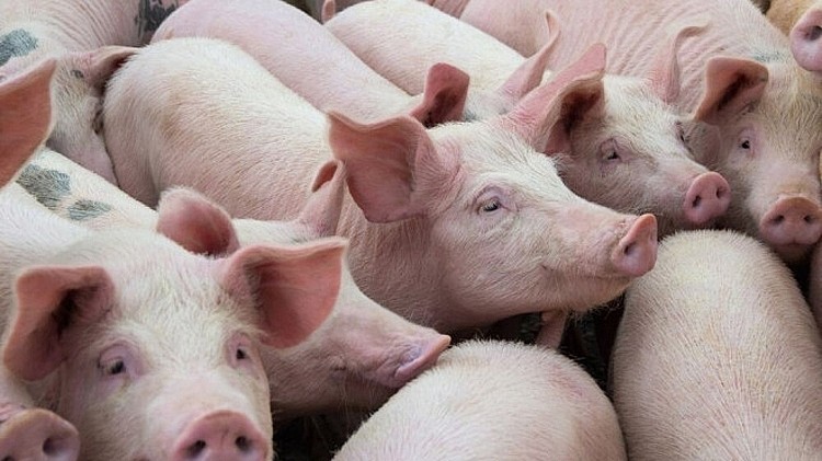 Giá heo hơi hôm nay 6/6: Dao động từ 68.000 đến 75.000 đồng/kg