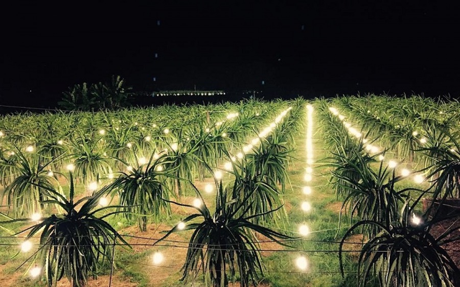 Bình Thuận ứng dụng chiếu sáng thông minh trong sản xuất thanh long Bình Thuận ứng dụng chiếu sáng thông minh trong sản xuất thanh long