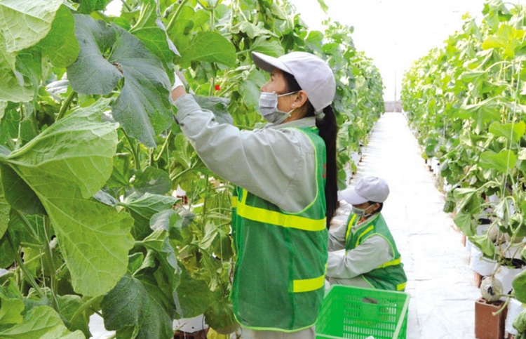 Nâng cao giá trị kinh tế nhờ ứng dụng, phát triển công nghệ sinh học Nâng cao giá trị kinh tế nhờ ứng dụng, phát triển công nghệ sinh học