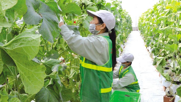 Nâng cao giá trị kinh tế nhờ ứng dụng, phát triển công nghệ sinh học