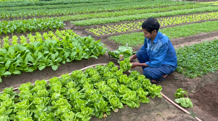 Châu Sơn tạo động lực mới phát triển kinh tế nông thôn Châu Sơn tạo động lực mới phát triển kinh tế nông thôn