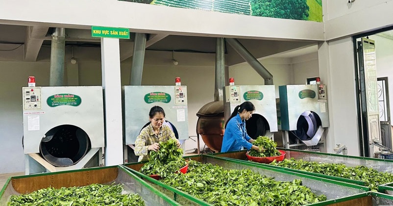 An toàn sinh học - Hướng phát triển bền vững cho ngành chè