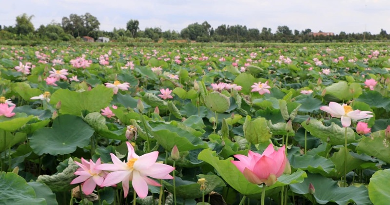 Lễ hội Sen Đồng Tháp - Cơ hội quảng bá du lịch địa phương