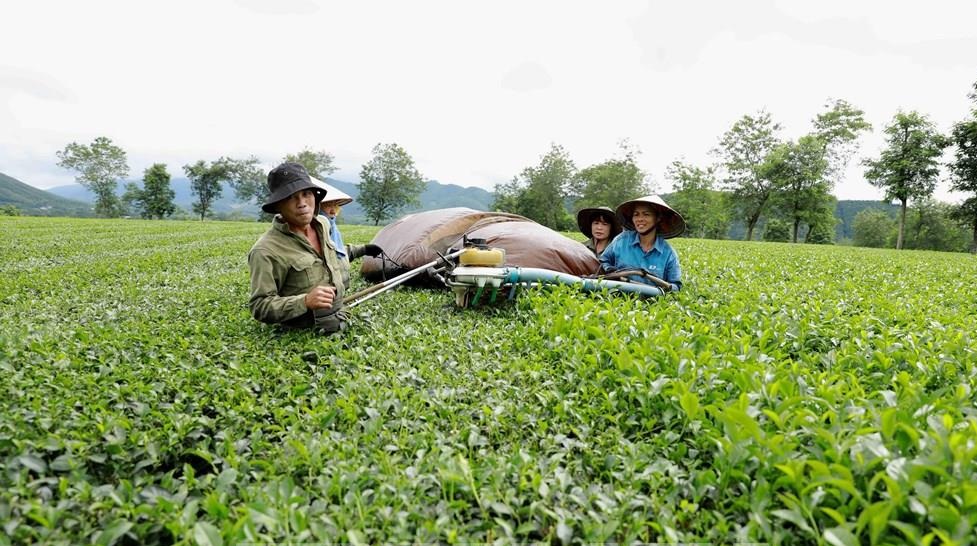 An toàn sinh học - Hướng phát triển bền vững cho ngành chè