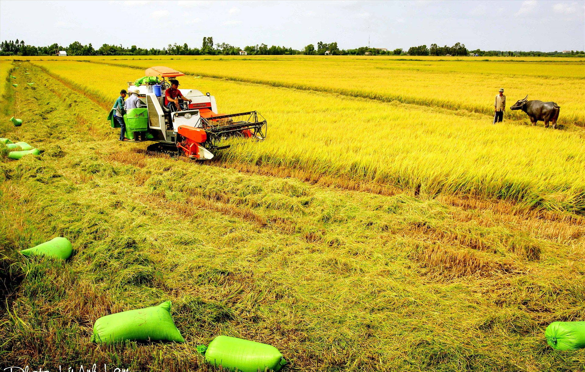 Vĩnh Long chú trọng phát triển nông nghiệp xanh, thích ứng biến đổi khí hậu