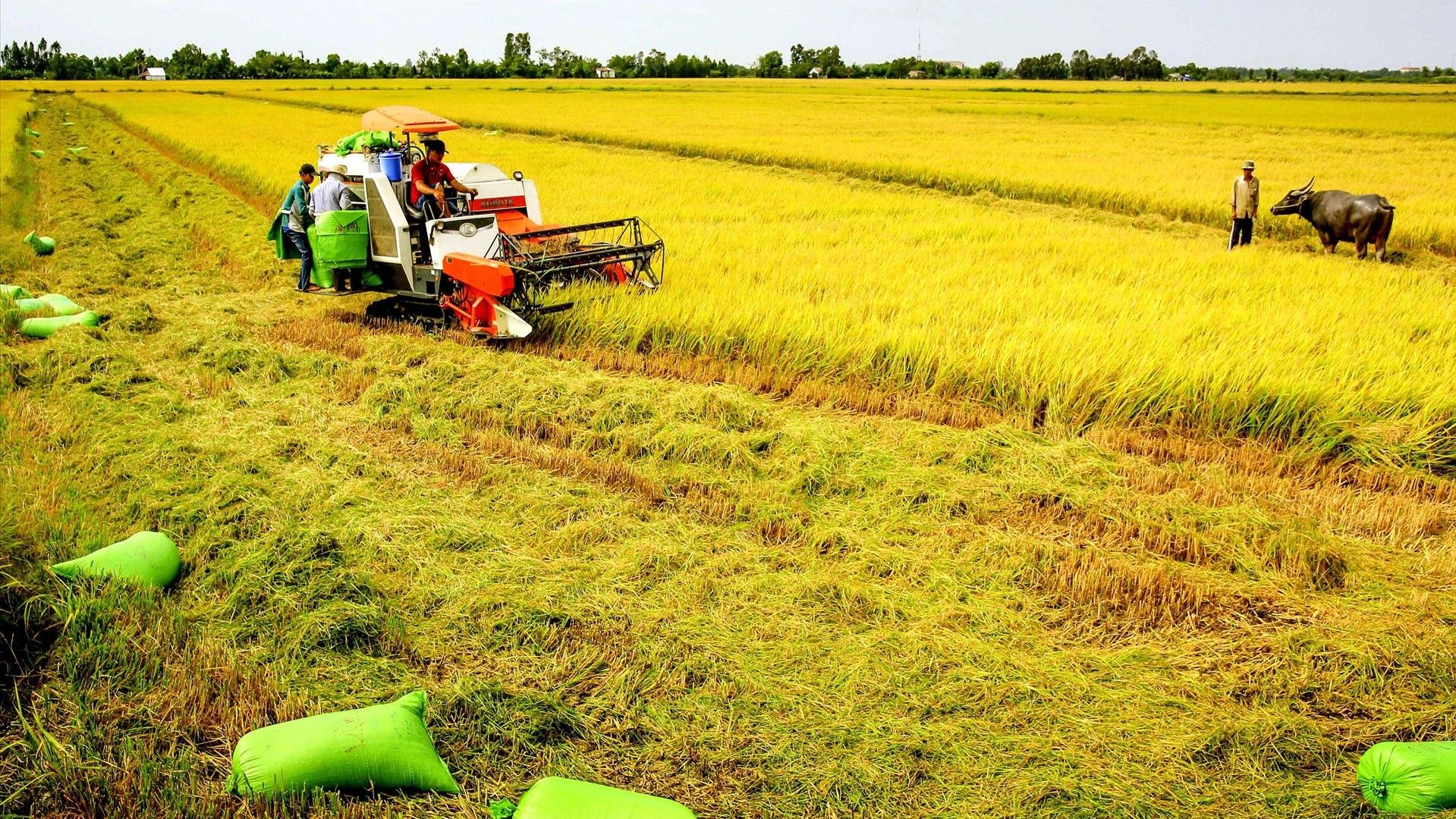 Vĩnh Long chú trọng phát triển nông nghiệp xanh, thích ứng biến đổi khí hậu