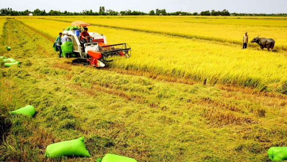 Vĩnh Long chú trọng phát triển nông nghiệp xanh, thích ứng biến đổi khí hậu