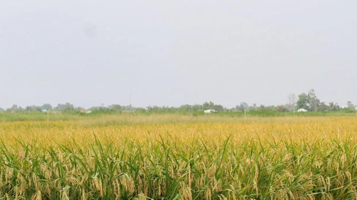 Kỳ vọng gì ở ‘Vùng liên kết 1 triệu ha lúa chất lượng cao, phát thải thấp’?