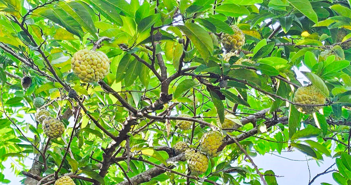 Chuẩn hóa vùng nguyên liệu, nâng cao giá trị mặt hàng rau quả Chuẩn hóa vùng nguyên liệu, nâng cao giá trị mặt hàng rau quả