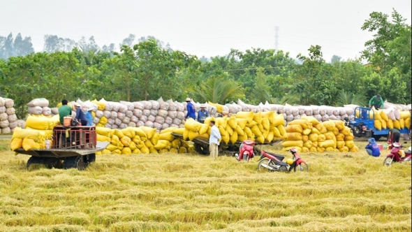 Phát thải thấp - yêu cầu tất yếu với nông sản xuất khẩu