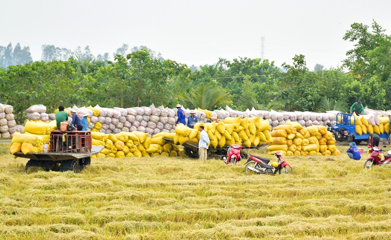 Phát thải thấp - yêu cầu tất yếu với nông sản xuất khẩu Phát thải thấp - yêu cầu tất yếu với nông sản xuất khẩu