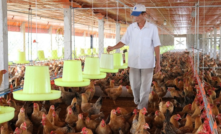 Kinh tế tuần hoàn - Động lực thúc đẩy ngành chăn nuôi Kinh tế tuần hoàn - Động lực thúc đẩy ngành chăn nuôi