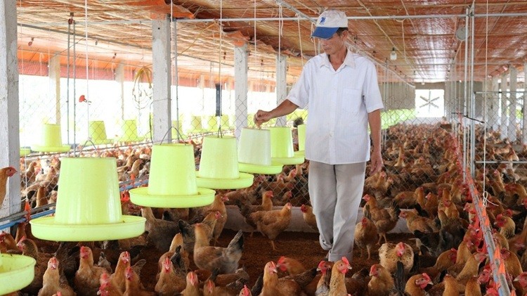 Kinh tế tuần hoàn - Động lực thúc đẩy ngành chăn nuôi