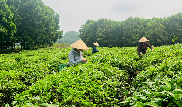 Tuyên Quang: Chuyển đổi cơ cấu cây trồng, khai thác hiệu quả tiềm năng đất đai Tuyên Quang: Chuyển đổi cơ cấu cây trồng, khai thác hiệu quả tiềm năng đất đai