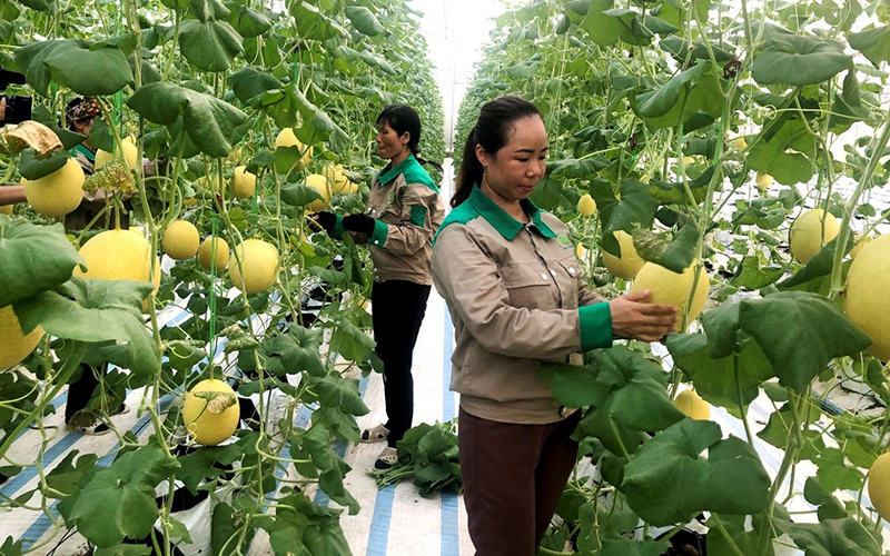 Nâng cao hiệu quả khuyến nông, tạo động lực phát triển nông nghiệp Nâng cao hiệu quả khuyến nông, tạo động lực phát triển nông nghiệp