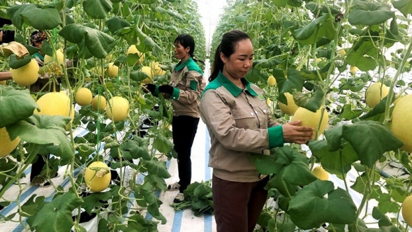 Nâng cao hiệu quả khuyến nông, tạo động lực phát triển nông nghiệp