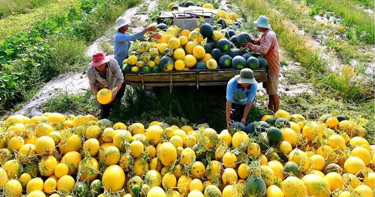 Vĩnh Long đẩy mạnh chuyển đổi xanh trong phát triển nông nghiệp