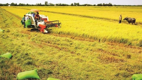 Vĩnh Long đẩy mạnh chuyển đổi xanh trong phát triển nông nghiệp
