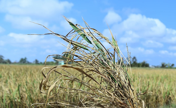 El Nino tiếp tục mạnh thêm, có thể kéo dài sang đầu năm 2027 El Nino tiếp tục mạnh thêm, có thể kéo dài sang đầu năm 2027