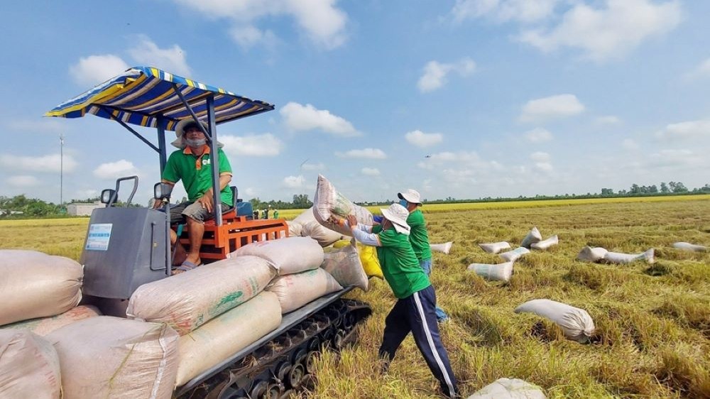 Gạo Việt gặp khó tại Mỹ, thuế có thể tăng từ 12,5% lên 65%