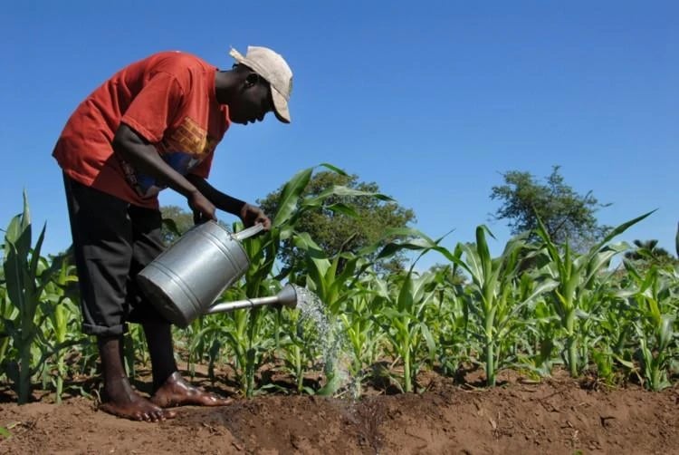 Liên hợp quốc cảnh báo nguy cơ khủng hoảng lương thực do tác động từ El Nino Liên hợp quốc cảnh báo nguy cơ khủng hoảng lương thực do tác động từ El Nino