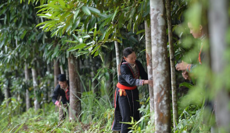 Khai thác tiềm năng cây quế trong phát triển kinh tế nông thôn