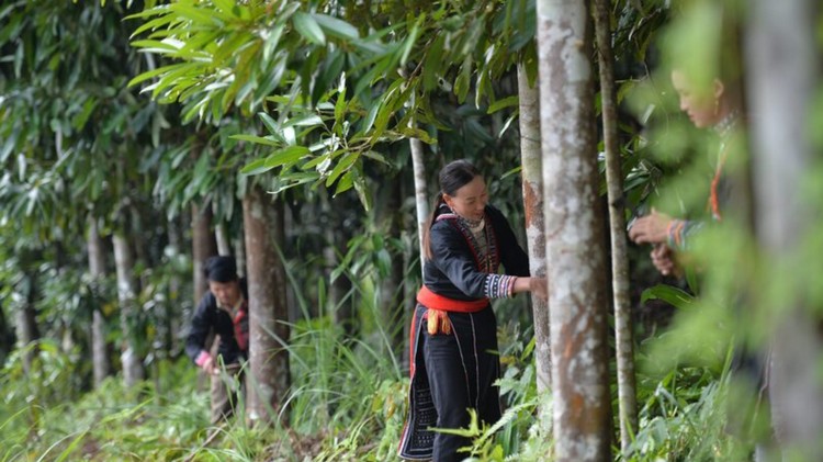 Khai thác tiềm năng cây quế trong phát triển kinh tế nông thôn