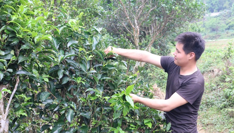 Bảo tồn, phát huy giá trị chè Shan tuyết ở Lạng Sơn
