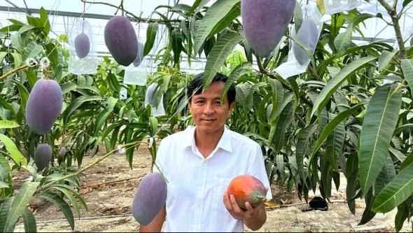 Ứng dụng công nghệ cao, doanh nghiệp Việt trồng thành công xoài Miyazaki