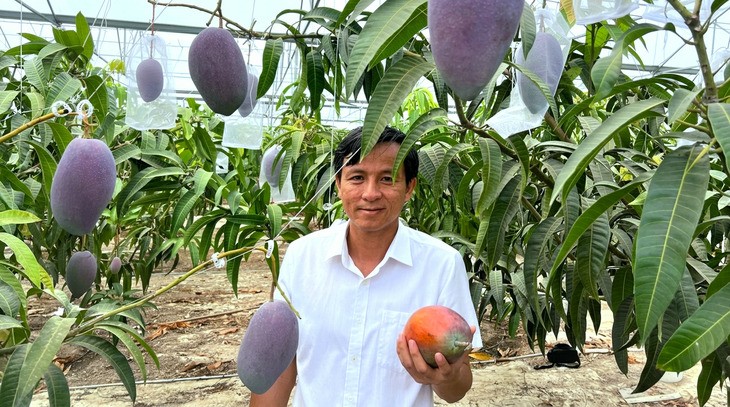 Ứng dụng công nghệ cao, doanh nghiệp Việt trồng thành công xoài Miyazaki