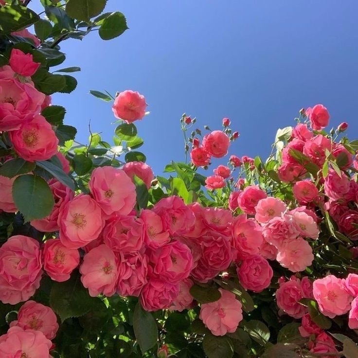 Tử vi 12 con giáp ngày 25/7/2022: Tuổi Hợi dễ nản lòng, tuổi Thìn tài lộc bình ổn