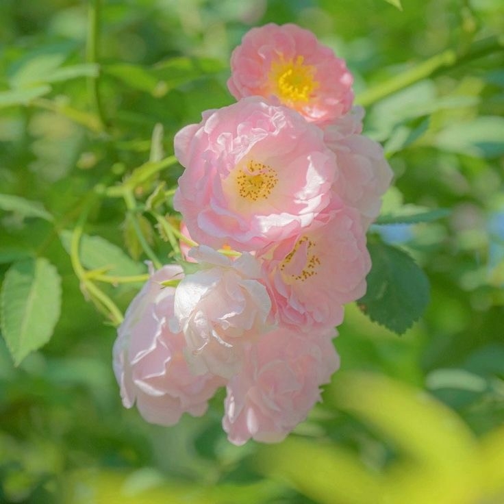 Tử vi 12 con giáp ngày 25/7/2022: Tuổi Hợi dễ nản lòng, tuổi Thìn tài lộc bình ổn