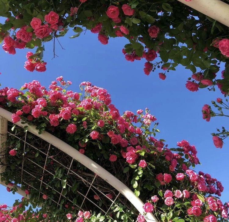 Tử vi 12 con giáp ngày 25/7/2022: Tuổi Hợi dễ nản lòng, tuổi Thìn tài lộc bình ổn