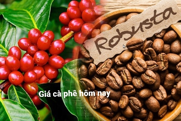 Giá cà phê hôm nay 25/7: Giảm 200 đồng/kg tại các địa phương Giá cà phê hôm nay 25/7: Giảm 200 đồng/kg tại các địa phương