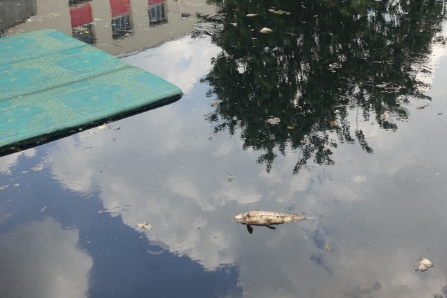 Ô nhiễm tái xuất trên những con kênh vừa được cải tạo nghìn tỷ ở TPHCM Ô nhiễm tái xuất trên những con kênh vừa được cải tạo nghìn tỷ ở TPHCM ảnh 3