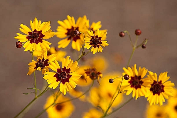 Tử vi ngày 15/7/2023: Tuổi Dậu có quyền tự hào, tuổi Tuất tin vui bất ngờ Tử vi ngày 15/7/2023: Tuổi Dậu có quyền tự hào, tuổi Tuất tin vui bất ngờ