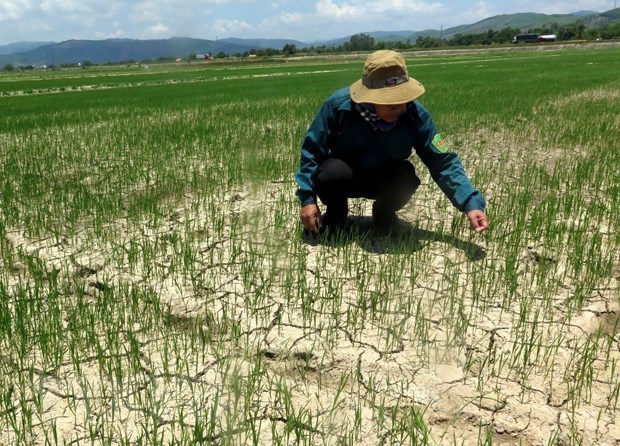 Lào Cai: Thiệt hại do nắng nóng, thiếu nước là gần 752 tỷ đồng