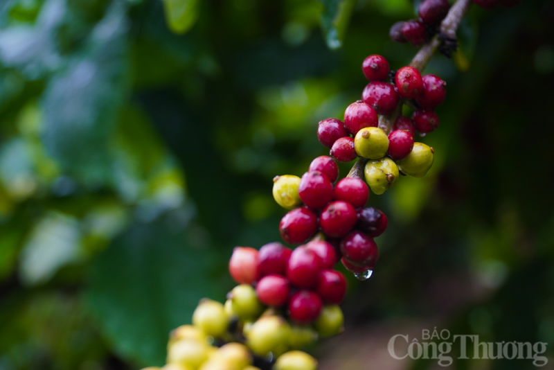 Giá cà phê hôm nay ngày 24/7/2023