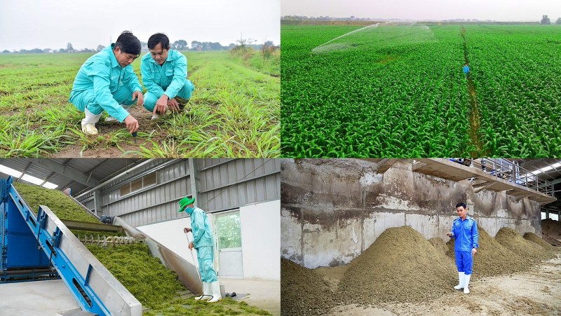 Để có các mô hình” Trang trại sinh thái”, “ Trung hòa carbon”, Vinamilk đã chuẩn bị như thế nào? Để có các mô hình” Trang trại sinh thái”, “ Trung hòa carbon”, Vinamilk đã chuẩn bị như thế nào?