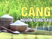 Xuất khẩu gạo tăng mạnh: Lợi gần nhưng vẫn phải lo xa