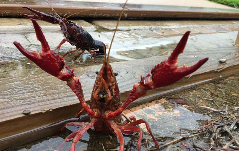 Cấm nhập khẩu, nuôi, buôn bán, nhân giống tôm hùm đất Cấm nhập khẩu, nuôi, buôn bán, nhân giống tôm hùm đất